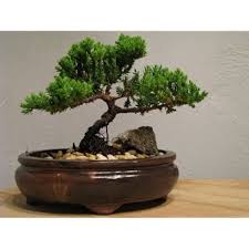 Any help or guidance would be helpful.hello i recently got a dwarf japanese garden juniper as a gift for my office desk. Amazon Com 9greenbox Bonsai Juniper Tree Japanese Art Live House Plants For Indoor And Outdoor Garden Dwarf Trees In Container Pot For Home And Office Decor Best Gift For