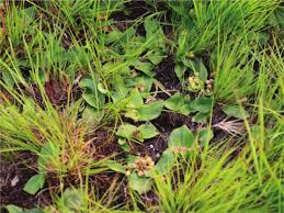 Image result for Ledebouria macowanii