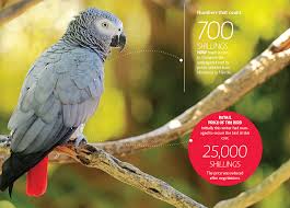 African grey icons to download | png, ico and icns icons for mac. Kenya S Talking Bird The African Grey Parrot Faces Near Extinction Earth Journalism Network
