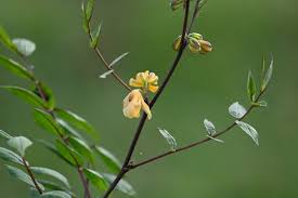Image result for Senna occidentalis