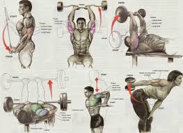 Top 12 Triceps Workout At Gym