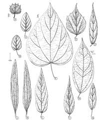 Image result for Malvaceae: Byttnerioideae, Helicteroideae