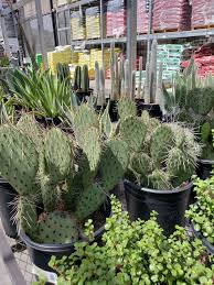 Shards of old clay pots work as well! Succulents And Cactus From Lowes Home Improvement Garden Center Jade Plants Plants Garden Center