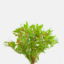 Image result for Nesaea erecta