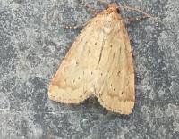 Image result for Photedes minima