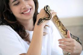 How Much Do Snakes Cost? (2025)