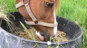 A mature horse can eat 3% of its body weight daily. Five Plus A Day Yes You Can Add Fruit To Your Horse S Diet Horsetalk Co Nz