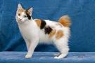 Available Japanese Bobtail Kittens For Sale & Cats For ...