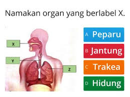 Sistem pernafasan manusia sains tahun 4. Sistem Pernafasan Manusia Thn 4 Sumber Pengajaran