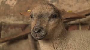 › ausmalbild schaf 2 ausdrucken. Das Schaf Erklart Inkl Ubungen