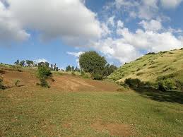 Image result for Swertia welwitschii