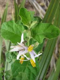 Image result for Solanum litoraneum