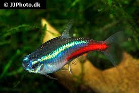 Le terme « tétras » s applique, en tetras — mažieji lašiškarpiai statusas t sritis zoologija | vardynas taksono rangas šeima apibrėžtis. Neon Tetra Fish Care