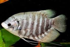 Macam Jenis Ikan Gurame Peternak Super Marga Tiga Ikan Hewan Ikan Air Tawar