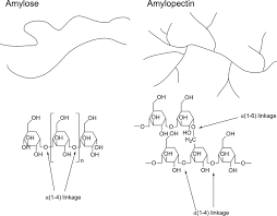 Isomers Of Starch Amylose And Amylopectin Download Scientific Diagram
