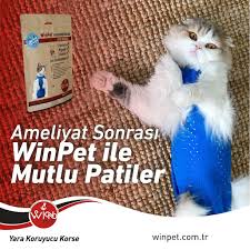 Kediler Karanlikta Gorur Mu