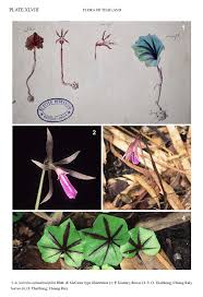 Image result for Nervilia adolphi