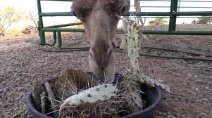 I've had cooked cactus before, it's good, but kind of flavorless. Two Dromedary Camels Easily Crunch Through Long Needles While Eating Prickly Pear Cactus