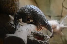 A number of extinct pangolin species. Coronavirus Came From Bats Or Possibly Pangolins Amid Acceleration Of New Zoonotic Infections The Washington Post