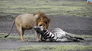 اقوى واشرس مقاطع افتراس الاسود للحيوانات 2017 animals zebra watch v