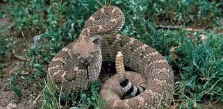 Son fossile a été retrouvé dans une mine de charbon de cerrejon en colombie. Top 10 Des Serpents Les Plus Dangereux Pour L Homme Vivre Demain