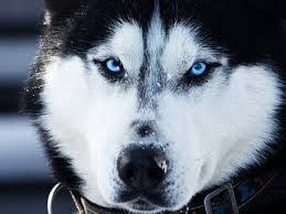 Ellifgrbzz Adli Kullanicinin Siberian Huskies Panosundaki Pin Sibirya Kurdu Sibirya Kurdu Yavrusu Sibirya Husky