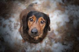 Image result for alpský brakýř jezevčíkovitý