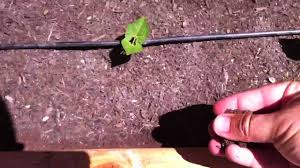 Jun 08, 2015 · the best bet in reducing slug numbers is to get rid of places they like to hide. Pin By Sue Lenhart On Pests Solutions Garden Pests Organic Gardening Pest Control Garden Solutions