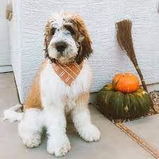 Berdoodle puppies to enter a forever family. The Adorable Nanny Dog The Saint Berdoodle K9 Web