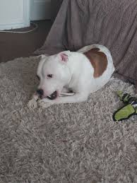 Happy birthday to my gorgeous boy Spud, 1 today how time flys, such happy  puppy, here is a few pics of him with his new toys ❤