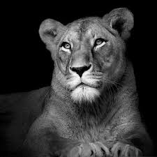 Breathtaking Black White Animal Portraits By Lukas Holas My Modern Metropolis Animals Black And White Animal Photography Pet Portraits