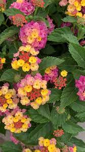 Lantana Video Video Lantana Plant Hydrangea Care Container Flowers