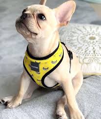 1,353 likes · 1 talking about this. Pin By Kendal India On Dogs Dog Harness Pattern Dog Harness Dog Clothes