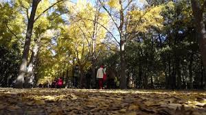 Image result for Ditan