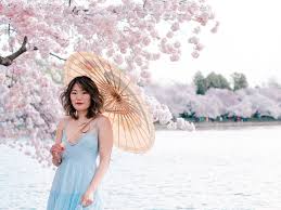 117k likes · 378 talking about this. The 2021 Guide To Washington Dc Cherry Blossom Peak Bloom