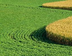Cana perde espa&ccedil;o na lavoura para soja e milho | Brasilagro
