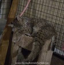 Used keystone bobcat for sale & salvage auction. Bobcats For Sale