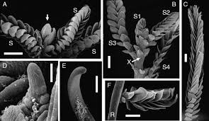 Image result for Tristicha trifaria