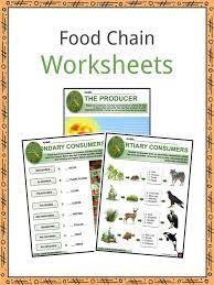 Home » desert food web coloring page. Food Chain Facts Worksheets Tale Of Survival For Kids