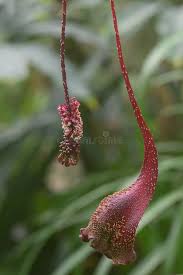 Image result for Petiveriaceae