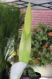 Corpse Flower Bloom California State University Long Beach