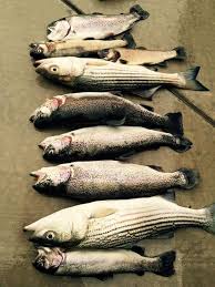 Maybe you would like to learn more about one of these? 3 People Fishing A Los Vaqueros We Had A Good Time Fish Fishing Photos Best