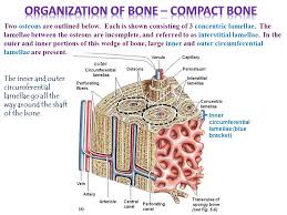 Long bones, like the tibia and fibula, are those. Bone Histology Digital Laboratory It S Best To View This In Slide Show Mode Especially For The Quizzes This Module Will Take Approximately 60 Minutes Ppt Download