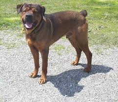 Maybe you would like to learn more about one of these? English Mastweiler Rottweiler English Mastiff Mix Info Puppies Pictures Temperament Video Interactive Dog Toys Mastiff Mix English Mastiff