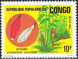 Image result for Siphonochilus brachystemon