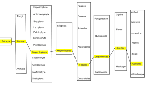 Classification Peanut