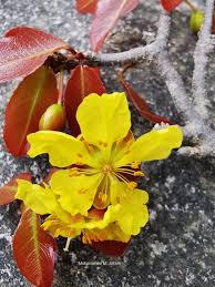 Image result for Ochna inermis