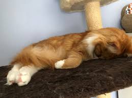 This condition is seen in dogs, cats, cows, horses, and goats. Rachel Jun On Twitter Why Do You Always Sleep With Your Face Down Should I Get Him A Pillow J