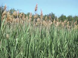 Image result for Phragmites mauritianus