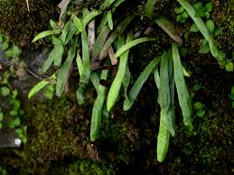 Image result for Grammitis